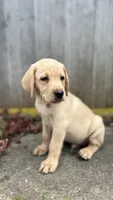 Kavik, a male Labrador Retriever and Poodle - Standard  for sale in East Earl, PA – 5 of 5