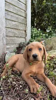 Axel, a male Labrador Retriever and Poodle - Standard  for sale in East Earl, PA – 1 of 6