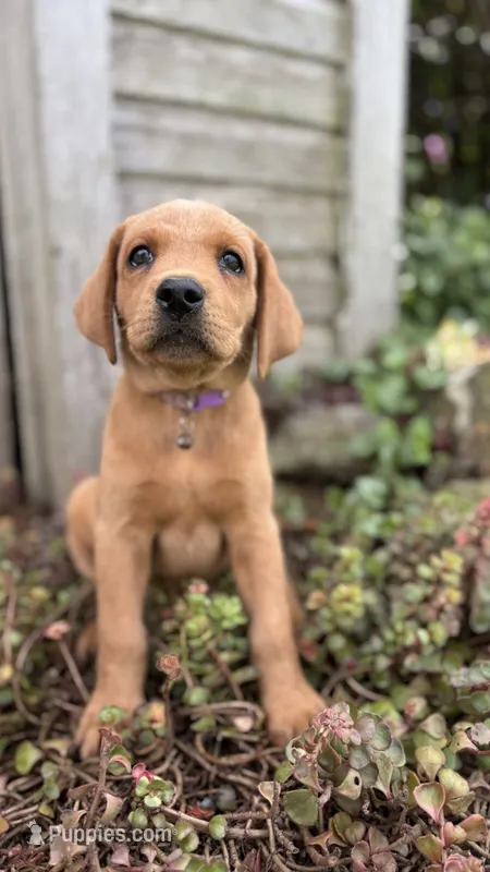 Arrow – Labrador Retriever, Poodle - Standard  puppy for sale in East Earl, PA