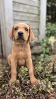 Arrow, a female Labrador Retriever and Poodle - Standard  for sale in East Earl, PA – 1 of 3