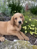Mace, a male Labrador Retriever and Poodle - Standard  for sale in East Earl, PA – 5 of 5