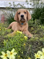 Mace, a male Labrador Retriever and Poodle - Standard  for sale in East Earl, PA – 2 of 5