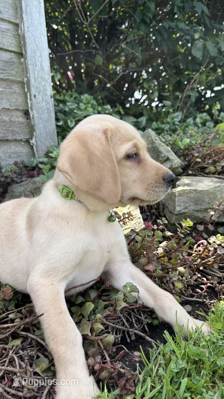 Kavik – Labrador Retriever, Poodle - Standard  puppy for sale in East Earl, PA
