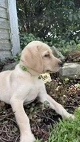 Kavik, a male Labrador Retriever and Poodle - Standard  for sale in East Earl, PA – 3 of 5
