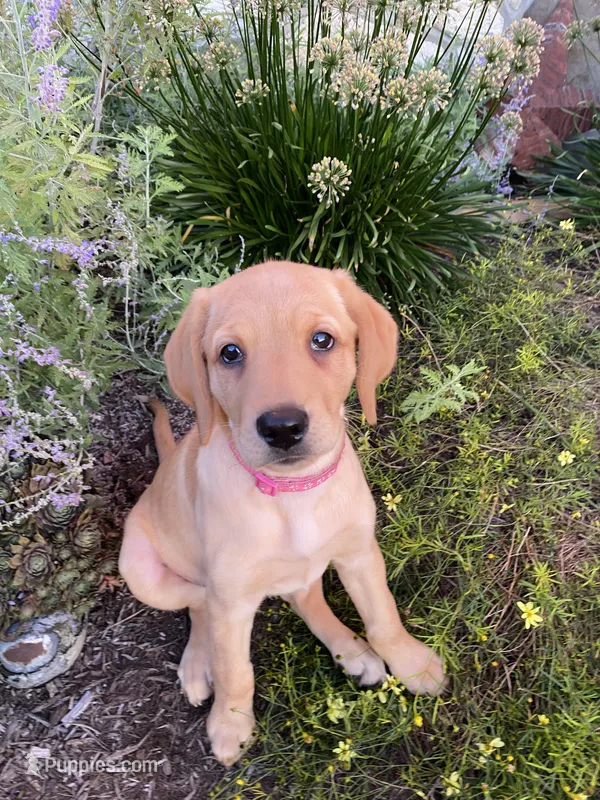 Sweetie – Labrador Retriever, Poodle - Standard  puppy for sale in East Earl, PA