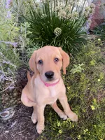 Sweetie, a female Labrador Retriever and Poodle - Standard  for sale in East Earl, PA – 1 of 5