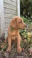 Axel, a male Labrador Retriever and Poodle - Standard  for sale in East Earl, PA – 6 of 6