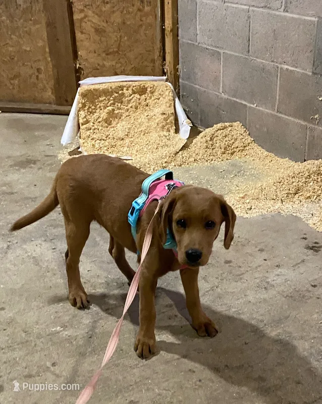 Arrow – Labrador Retriever, Poodle - Standard  puppy for sale in East Earl, PA