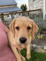 Sweetie, a female Labrador Retriever and Poodle - Standard  for sale in East Earl, PA – 5 of 5