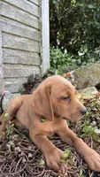 Axel, a male Labrador Retriever and Poodle - Standard  for sale in East Earl, PA – 3 of 6