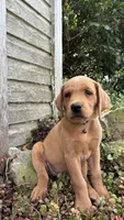 Arrow, a female Labrador Retriever and Poodle - Standard  for sale in East Earl, PA – 3 of 3