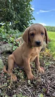 Axel, a male Labrador Retriever and Poodle - Standard  for sale in East Earl, PA – 4 of 6