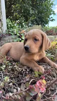 Axel, a male Labrador Retriever and Poodle - Standard  for sale in East Earl, PA – 5 of 6