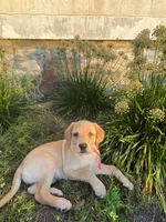 Sweetie, a female Labrador Retriever and Poodle - Standard  for sale in East Earl, PA – 3 of 5