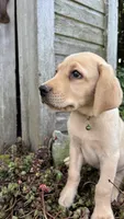 Kavik, a male Labrador Retriever and Poodle - Standard  for sale in East Earl, PA – 2 of 5