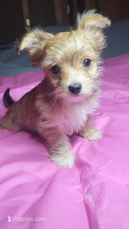 Starla – Chihuahua, Yorkshire Terrier puppy for sale in Asheboro, NC