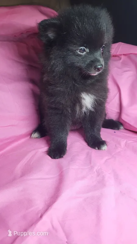 Lilly – Pomeranian puppy for sale in Asheboro, NC