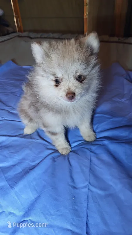 Sam – Pomeranian puppy for sale in Asheboro, NC