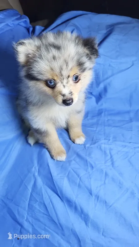 Merlin – Pomeranian puppy for sale in Asheboro, NC