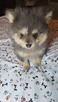 Smoky, a male Pomeranian for sale in Asheboro, NC – 2 of 2