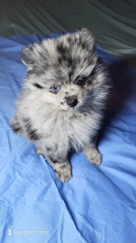 Merlin – Pomeranian puppy for sale in Asheboro, NC