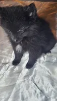 Thelma, a female Pomeranian for sale in Asheboro, NC – 2 of 2