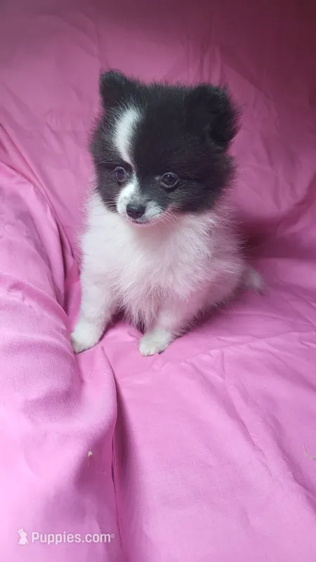 Josie – Pomeranian puppy for sale in Asheboro, NC