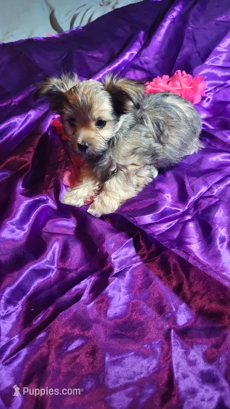 Bella – Chihuahua, Yorkshire Terrier puppy for sale in Asheboro, NC