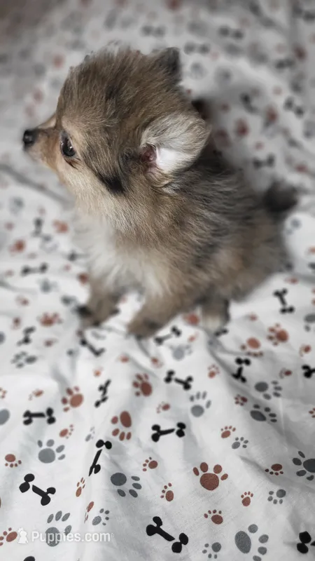 Gracie – Pomeranian puppy for sale in Asheboro, NC