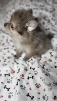 Gracie, a female Pomeranian for sale in Asheboro, NC – 1 of 2