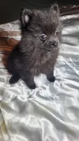 Magic, a female Pomeranian for sale in Asheboro, NC – 1 of 2