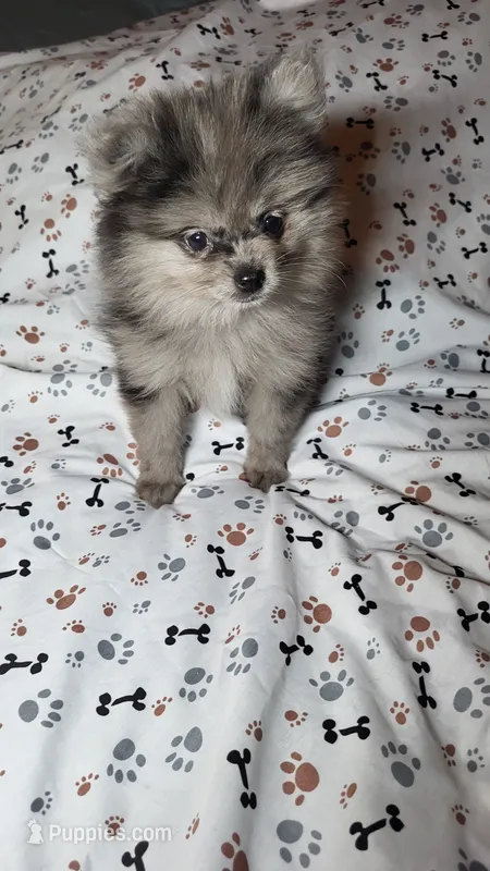 Mic – Pomeranian puppy for sale in Asheboro, NC