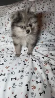 Mic, a male Pomeranian for sale in Asheboro, NC – 1 of 2