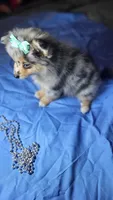 Merlin, a male Pomeranian for sale in Asheboro, NC – 1 of 1