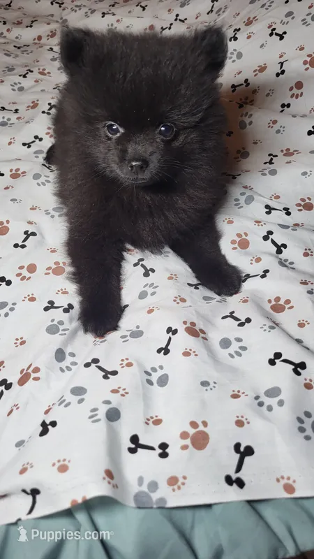 Mouse – Pomeranian puppy for sale in Asheboro, NC