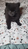 Mouse, a male Pomeranian for sale in Asheboro, NC – 1 of 2