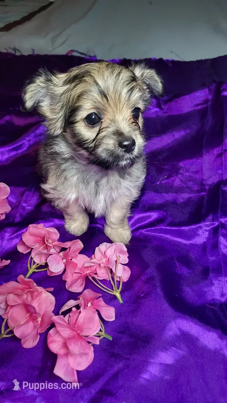 Bella – Chihuahua, Yorkshire Terrier puppy for sale in Asheboro, NC