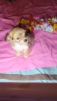 Starla, a female Chihuahua and Yorkshire Terrier for sale in Asheboro, NC – 1 of 1