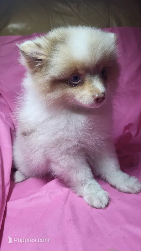 Lexi – Pomeranian puppy for sale in Asheboro, NC