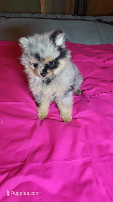 Dolly – Pomeranian puppy for sale in Asheboro, NC