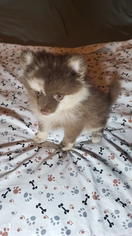 Melvin – Pomeranian puppy for sale in Asheboro, NC