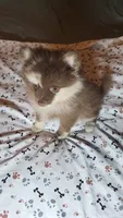 Melvin, a male Pomeranian for sale in Asheboro, NC – 1 of 2