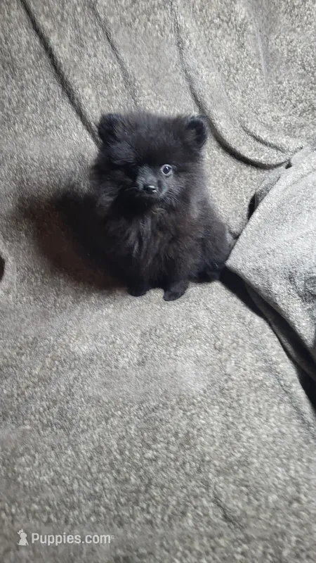 Mouse – Pomeranian puppy for sale in Asheboro, NC