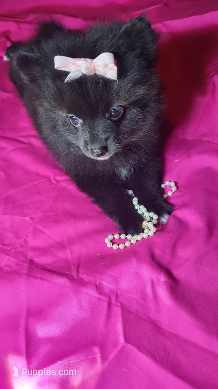Lilly – Pomeranian puppy for sale in Asheboro, NC