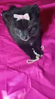 Lilly, a female Pomeranian for sale in Asheboro, NC – 1 of 1