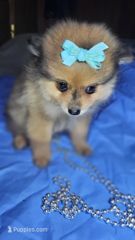 Sal – Pomeranian puppy for sale in Asheboro, NC