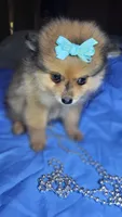 Sal, a male Pomeranian for sale in Asheboro, NC – 1 of 1