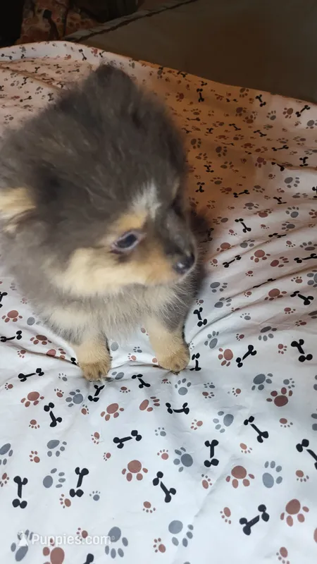 Smoky – Pomeranian puppy for sale in Asheboro, NC