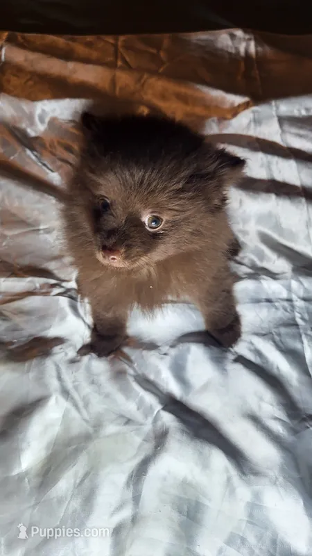 Pnut – Pomeranian puppy for sale in Asheboro, NC