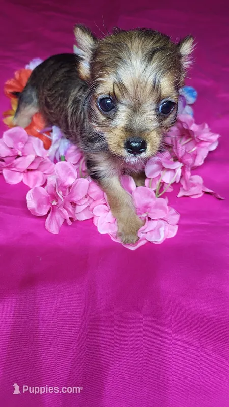 Saddy – Chihuahua, Yorkshire Terrier puppy for sale in Asheboro, NC
